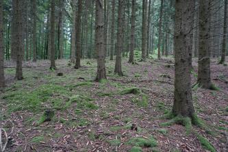 Blick in einen lichten Wald mit schlanken, hohen Bäumen. Auf dem leicht welligen Boden sind mehrere Baumstümpfe sichtbar, die mit Moos überzogen sind. Verstreut liegen Steine, Tannenzapfen und Tannennadeln herum.