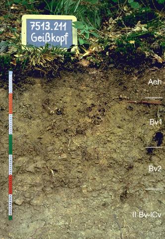 Blick auf ein Musterprofil des LGRB unter Pflanzen. Die sichtbare Profilwand ist ockerbraun, in vier Bodenhorizonte unterteilt und 80 Zentimeter tief. Links oben gibt eine Tafel Nummer und Name des Profils an.