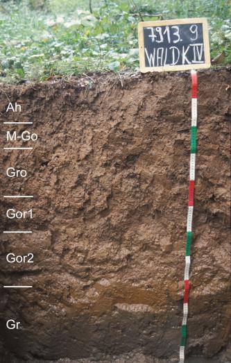 Das Bild zeigt ein aufgegrabenes Bodenprofil unter Grünland. Das Profil ist durch eine beschriftete Kreidetafel als Musterprofil des LGRB ausgewiesen. Das in sechs Horizonte gegliederte, graubraune Profil ist 1,20 m tief.