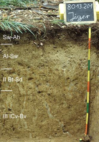 Das Bild zeigt ein aufgegrabenes Bodenprofil unter Wald. Das Profil ist durch eine beschriftete Kreidetafel als Musterprofil des LGRB ausgewiesen. Das in vier Horizonte gegliederte, graubraune Profil ist 1 m tief.
