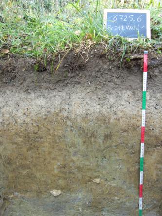 Das Foto zeigt ein Bodenprofil unter Wald. Es handelt sich um ein Musterprofil des LGRB. Das Bodenprofil ist über 1 m tief.