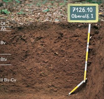 Blick auf ein Bodenprofil des LGRB. Das rötlich braune, unter einer dünnen Laubdecke befindliche Musterprofil ist in fünf Horizonte eingeteilt und etwas über 70 cm tief. Rechts oben ist eine kleine Tafel aufgestellt mit Nummer und Name des Profils.