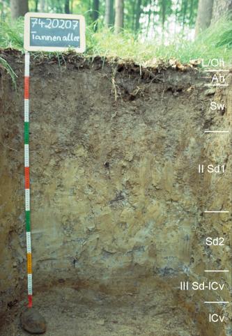 Das Foto zeigt ein Bodenprofil unter Wald. Es handelt sich um ein Musterprofil des LGRB. Das in sieben Horizonte gegliederte Profil ist über 1,20 m tief.