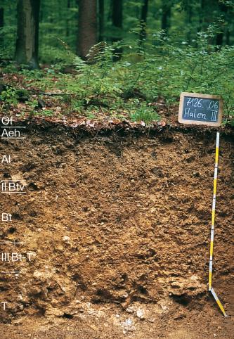 Tief entwickelte podsolige Parabraunerde aus Feuersteinschutt-reichen Fließerden (Deck- und Mittellage) über toniger Dolomitsteinverwitterung des Oberjuras (o89) Blick auf ein rötlich braunes Bodenprofil unter Wald. Das Musterprofil des LGRB ist links in sieben Bodenhorizonte unterteilt. Rechts sind eine beschriftete Tafel sowie ein Maßstab von 1,20 Meter aufgestellt.