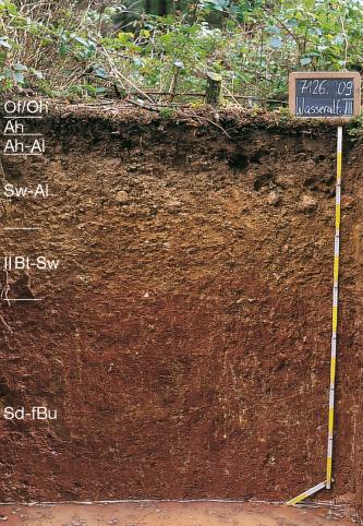 Bodenprofil unter Waldboden. In der oberen Hälfte ist der Boden hellbraun mit kleinen Gesteinsblöcken, nach unten wird er dunkler. Am linken Bildrand sind die einzelnen Bodenhorizonte eingezeichnet. Rechts befindet sich ein Maßstab und ein Schild.