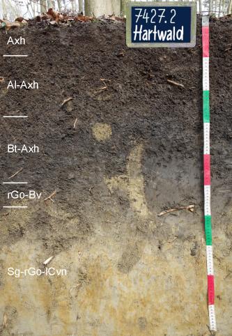Das Foto zeigt ein Bodenprofil unter Wald. Es handelt sich um ein Musterprofil des LGRB. Das in fünf Horizonte unterteilte, oben schwärzlich braune, unten gelblich braune sowie rötlich gefleckte Profil ist 1 m tief.