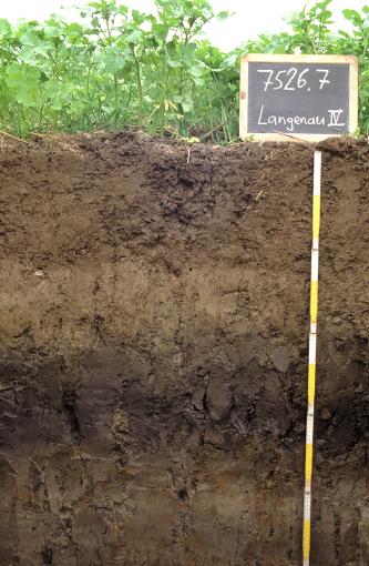 Blick auf ein mittelbraunes, im unteren Drittel von einem schwärzlichen Streifen durchzogenes Bodenprofil unter hochstehenden Pflanzen. Das Profil ist 1 m tief. Oben rechts ist eine beschriftete Tafel aufgestellt.
