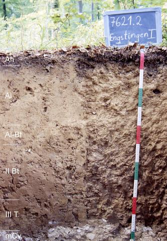 Das Foto zeigt ein Bodenprofil unter Wald. Es handelt sich um ein Musterprofil des LGRB. Das sechs Horizonte umfassende Profil ist 1 m tief.