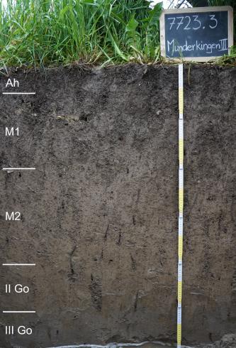 Blick auf ein schwärzlich braunes Musterprofil des LGRB. Das in fünf Bodenhorizonte gegliederte, unter hohen Grünpflanzen liegende Profil ist 120 Zentimeter tief.