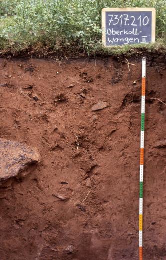 Mäßig tief entwickelte podsolige pseudovergleyte Braunerde aus Sandstein führenden Fließerden über Sandsteinzersatz Das Foto zeigt ein Bodenprofil unter Grünpflanzen. Es handelt sich um ein Musterprofil des LGRB. Das rötlich braune Profil ist 1,20 m tief.