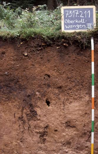 Das Foto zeigt ein Bodenprofil unter Grünpflanzen. Es handelt sich um ein Musterprofil des LGRB. Das rötlich braune Profil ist 1 m tief.