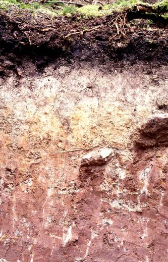 Blick auf ein mehrfarbiges Bodenprofil des LGRB. Unter einer dunkelbraunen Humusdecke folgen weißlich-gelbe sowie rötliche bis violette Bodenhorizonte. Rechts der Bildmitte sind größere Steine eingebettet.