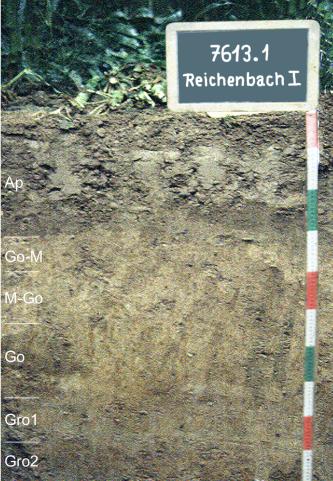 Brauner Auenboden-Auengley aus Auenlehm – Schutteraue bei Lahr-Reichenbach Blick auf ein streifig braunes Bodenprofil unter Wald. Eine Kreidetafel rechts weist das Profil als Musterprofil des LGRB aus. Das in sechs Horizonte unterteilte Profil ist 1 m tief.