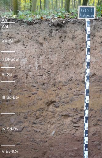 Das Bild zeigt ein aufgegrabenes Bodenprofil unter Wald. Das Profil ist durch eine beschriftete Kreidetafel als Musterprofil des LGRB ausgewiesen. Das oben graue, nach unten hin gelblich bis rötlich braune Profil ist 2 m tief.