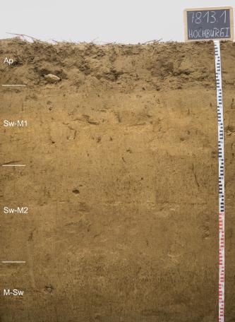 Blick auf ein gelblich braunes Bodenprofil des LGRB. Das unter einem Acker liegende Profil ist in vier Horizonte eingeteilt und 1,60 m tief.