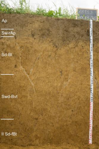 Das Foto zeigt ein Musterprofil des LGRB unter einer Wiese. Die sichtbare, leicht schiefe Profilwand ist gelblich braun, oben unter der Krume auch dunkelbraun. Das Profil ist in fünf Horizonte gegliedert und 150 Zentimeter tief.