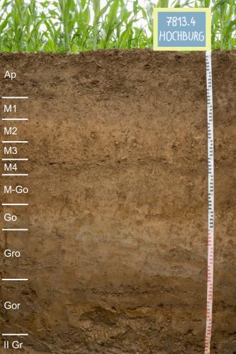 Das Foto zeigt ein Musterprofil des LGRB unter Maispflanzen. Die sichtbare Profilwand ist rötlich braun, unten und oben jeweils dunkelbraun, in zehn Horizonte gegliedert und 170 Zentimeter tief.