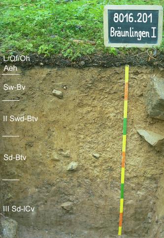 Blick auf ein gelblich braunes Bodenprofil unter Grünpflanzen. Eine Kreidetafel rechts weist das Profil als Musterprofil des LGRB aus. Das in sechs Horizonte unterteilte Profil ist 120 cm tief.