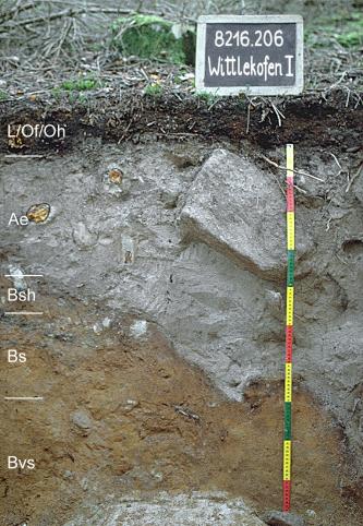 Blick auf ein teils graues, teils braunes Bodenprofil unter Wald. Eine Kreidetafel rechts weist das Profil als Musterprofil des LGRB aus. Das in fünf Horizonte unterteilte Profil ist 1 m tief.