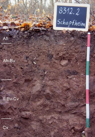 Blick auf ein dunkelbraunes Bodenprofil unter Wald. Eine Kreidetafel rechts weist das Profil als Musterprofil des LGRB aus. Das in vier Horizonte unterteilte Profil ist 70 cm tief.