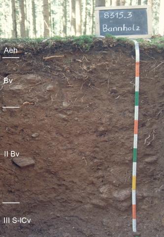 Blick auf ein dunkelbraunes Bodenprofil unter Wald. Eine Kreidetafel rechts weist das Profil als Musterprofil des LGRB aus. Das in vier Horizonte unterteilte Profil ist 130 cm tief.