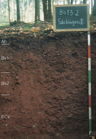 Blick auf ein dunkelbraunes Bodenprofil unter Wald. Eine Kreidetafel rechts weist das Profil als Musterprofil des LGRB aus. Das in vier Horizonte unterteilte Profil ist 90 cm tief.