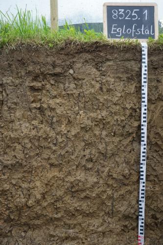 Kolluvium über Braunerde-Pseudogley, aus holozänen Abschwemmmassen über Schwemmsediment Das Foto zeigt ein Bodenprofil unter Grünpflanzen. Es handelt sich um ein Musterprofil des LGRB. Das gleichmäßig braun gefärbte Profil ist 1 m tief.