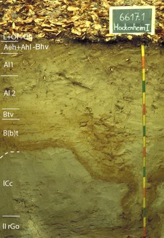 Blick auf ein Bodenprofil des LGRB unter altem Laub. Die sichtbare Profilwand ist gelb- bis olivbraun, in acht Horizonte geteilt und 180 Zentimeter tief. Horizont 7 hat den Verlauf einer unregelmässigen Küstenlinie.