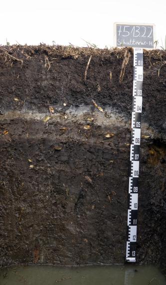 Blick auf ein Musterprofil des LGRB. Die sichtbare Profilwand zeigt schwarzen Torfboden mit helleren Zwischenlagen im oberen Bereich. Am Fuß des Profils, das 1,30 m tief ist, steht Wasser.