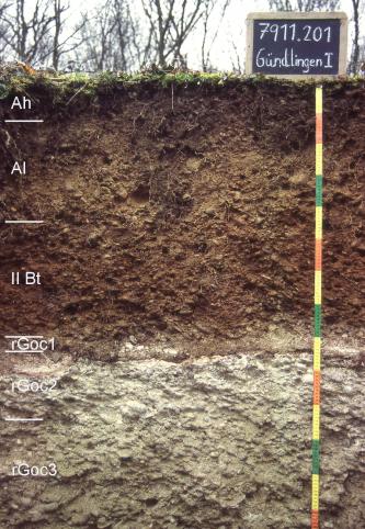 Rötliche Parabraunerde aus Decklage über Niederterrassenschotter des Rheins Das Foto zeigt ein Bodenprofil unter Wald. Es handelt sich um ein Musterprofil des LGRB. Das in sechs Horizonte unterteilte Profil ist fast 1,40 m tief.