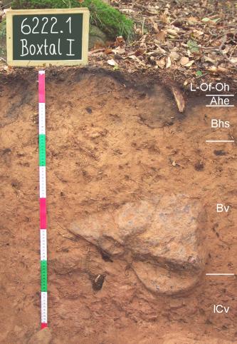 Das Foto zeigt ein aufgegrabenes Bodenprofil unter Laub. Das Profil ist durch eine beschriftete Kreidetafel als Musterprofil des LGRB ausgewiesen. Das leicht rötliche, hellbraune Profil führt in mittlerer Tiefe einen großen Gesteinsblock.  