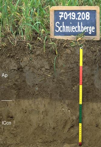 Das Bild zeigt ein Bodenprofil unter Grünpflanzen. Es handelt sich um ein Musterprofil des LGRB. Das in nur zwei Horizonte gegliederte Profil ist 50 cm tief.