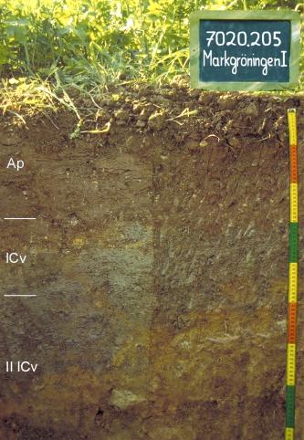 Das Foto zeigt ein Bodenprofil unter Ackerpflanzen. Es handelt sich um ein Musterprofil des LGRB. Das in drei Horizonte gegliederte Profil ist 85 cm tief.