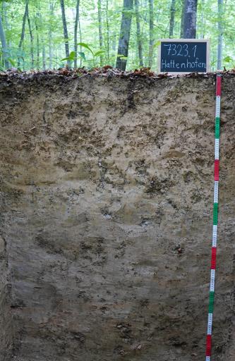 Blick auf ein Bodenprofil des LGRB unter Wald. Die sichtbare graubraune, ab der Mitte bläulich braune Profilwand ist einen Meter dreißig tief. Oben rechts gibt eine Tafel Namen und Nummer des Profils an.