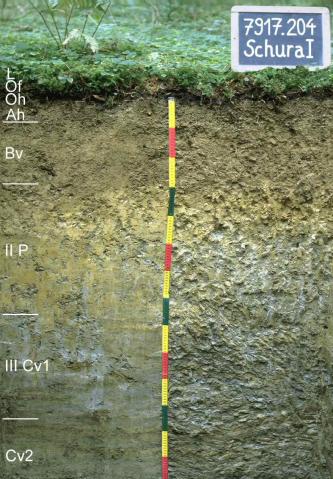 Das Foto zeigt ein Bodenprofil unter Wald. Es handelt sich um ein Musterprofil des LGRB. Das fünf Horizonte umfassende Profil ist 1,40 m tief.