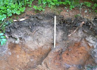 Nahaufnahme eines Bodenprofils unter Wald. Das etwa 60 cm tiefe Profil hat in der oberen Hälfte eine schwärzlich graue Farbe. Die untere Hälfte ist dagegen rötlich.