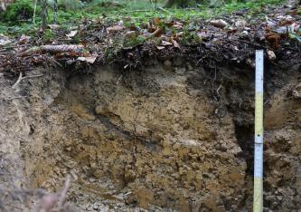 Blick auf ein Bodenprofil unter altem Laub im Wald. Das Profil, von dem nur die oberen 40 Zentimeter sichtbar sind, ist olivbraun.