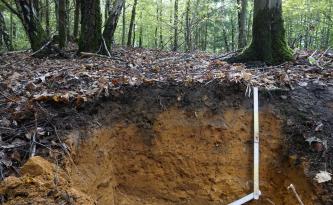 Blick auf ein Bodenprofil unter Wald. Die sichtbare, 20 Zentimeter tiefe Profilwand ist unter einer Laubschicht schwarzbraun, darunter rötlich braun.