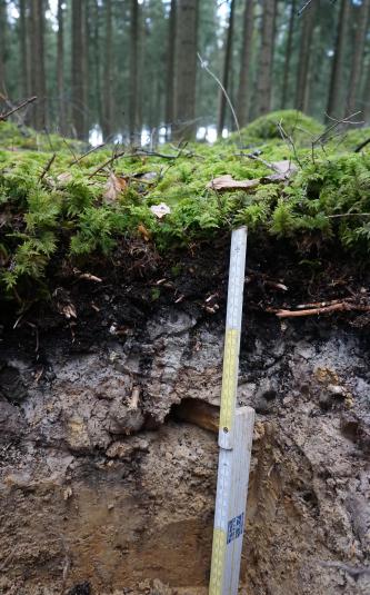 Teilansicht eines Bodenprofils unter Wald. Die sichtbare Profilwand ist, von oben nach unten, schwarz, hellgrau und rötlich braun. Ein Maßstab dient als Größenvergleich.