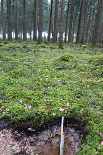 Fichtenwald auf stark podsolierten Böden aus Feuersteinschutt führenden Fließerden (o48) Blick auf ein Bodenprofil unter einer Grasdecke vor nahem Wald. Die sichtbare Profilwand ist, von oben nach unten, schwarz, hellgrau und rötlich braun. Ein Maßstab dient als Größenvergleich.
