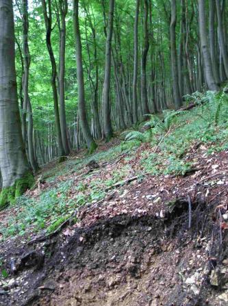 Das Bild zeigt einen nach links geneigten Steilhang mit Waldbestand. Die schlanken, hohen Bäume sind Buchen. Manche Stämme sind unten gebogen oder verdreht.