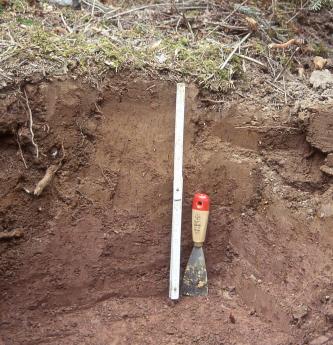 Blick auf ein braunes, nur 40 cm tiefes Bodenprofil unter einer dünnen Pflanzendecke. Ein aufgestellter Zollstock sowie ein Spachtel dienen als Größenvergleich.