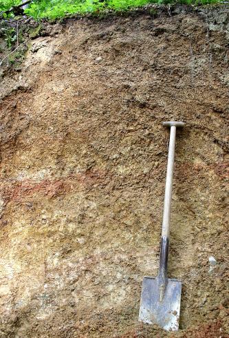 Das Bild zeigt ein Bodenprofil unter Wald. Der aufgegrabene Boden des Profils ist graubraun bis gelblich braun. Ein Spaten rechts im Bild zeigt die Tiefe des Profils an.