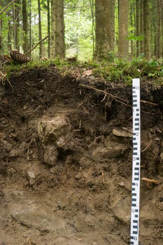 Tschernosem-Pararendzina aus Foiditschutt Im Vordergrund ist ein Bodenprofil aus geröllhaltigem, dunkel- bis hellbraunem Boden mit einem Maßstab rechts zu sehen. Im Hintergrund befindet sich Wald.