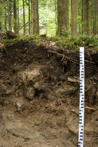 Im Vordergrund ist ein Bodenprofil aus geröllhaltigem, dunkel- bis hellbraunem Boden mit einem Maßstab rechts zu sehen. Im Hintergrund befindet sich Wald.