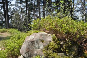 Im Vordergrund dieses Bildes liegt ein rötlich grauer, abgerundeter Steinblock, der stark mit Moos und Pflanzen bewachsen ist. Im Hintergrund ist Wald erkennbar.