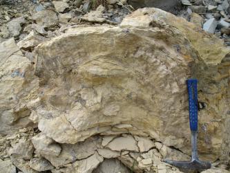 Blick auf ein gelblich braunes, oben bogenförmig gemasertes Gesteinsbruchstück. Ein kleiner Hammer rechts gibt die Größe des Brockens an.