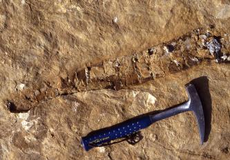 Großaufnahme eines hellbraunen Gesteins mit einem diagonal durchs Bild verlaufenden, länglichen Einschluss von Pflanzenresten. Darunter befindet sich auf dem Gestein liegend ein Hammer. 