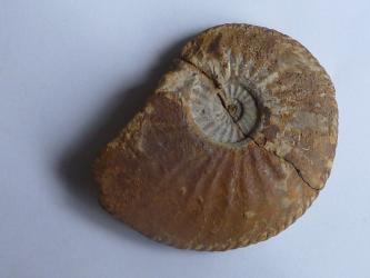 Nahaufnahme eines spiralförmigen Fossils. Die versteinerte Oberfläche ist innen grau, am äußeren Gehäusering hingegen rostfarben.