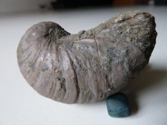 Nahaufnahme einer versteinerten Muschelschale aus dem Jura. Das gewölbte, leicht verdrehte Fossil hat eine graubraune Farbe und weist quer verlaufende Einkerbungen auf.
